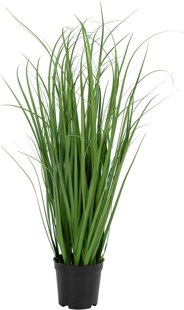 Poa konstblomma - Gr�n