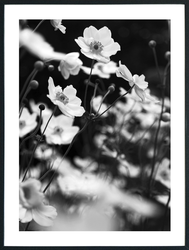 Posterworld - Motiv Lilly - 70 x 100 cm