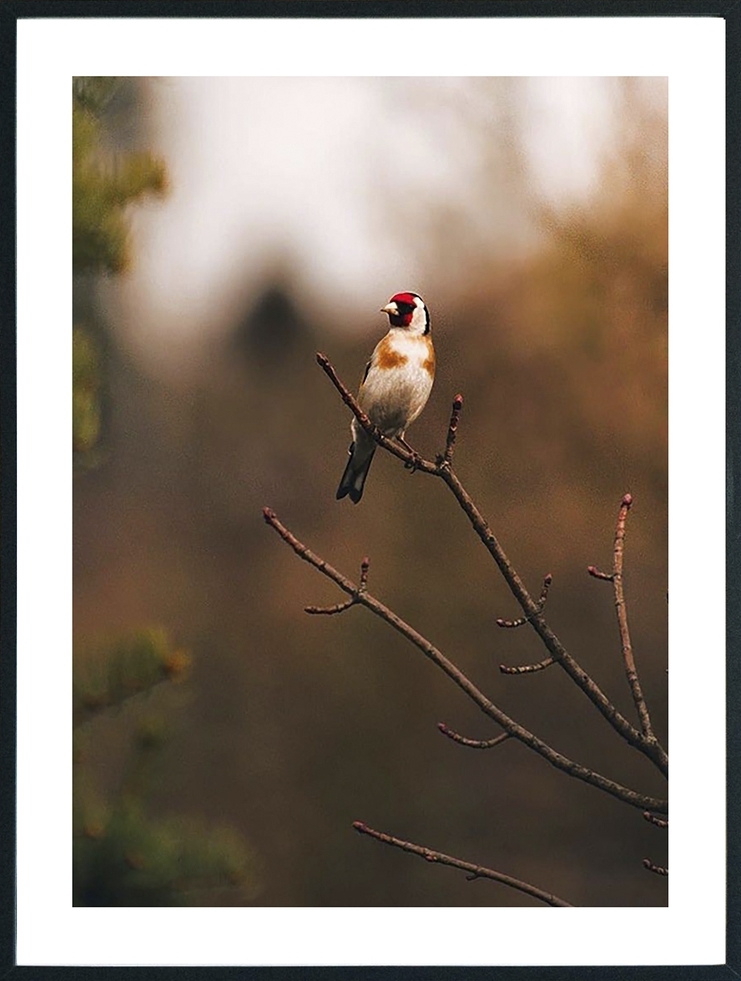 Posterworld - Motiv Bird - 70 x 100 cm