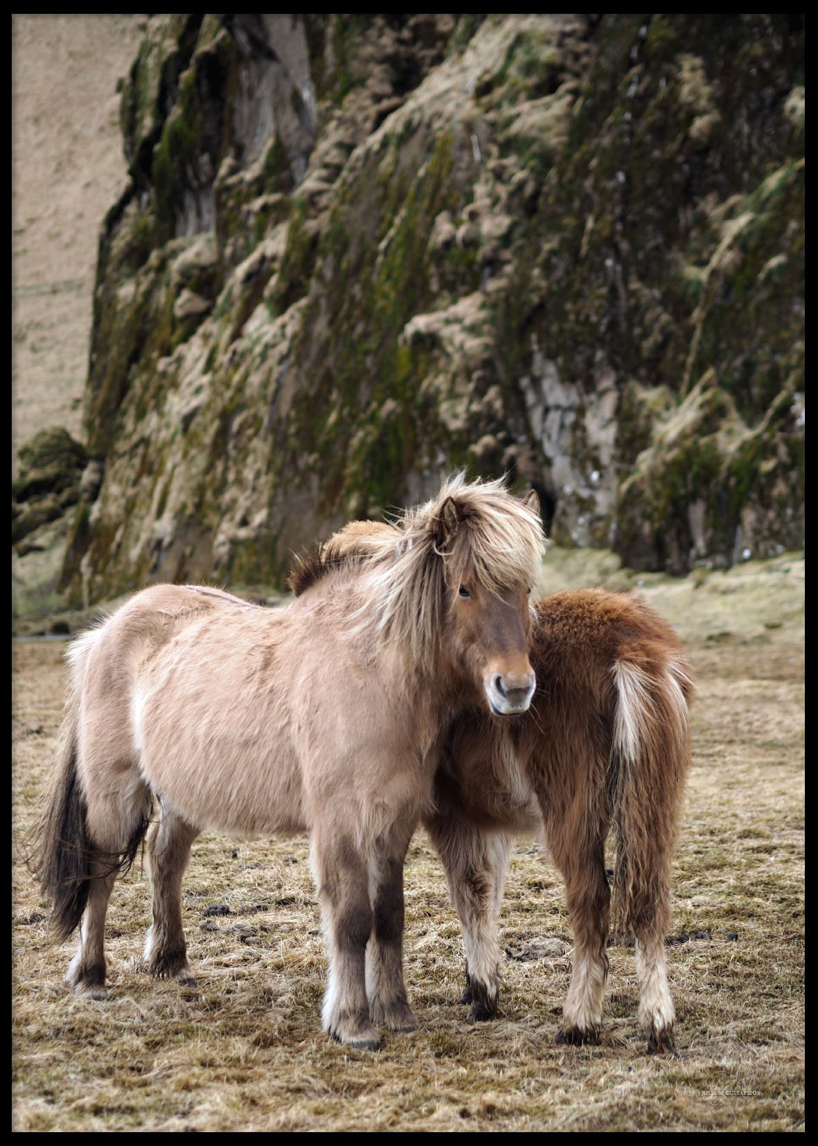 ICELAND HORSES - Poster 50x70 cm