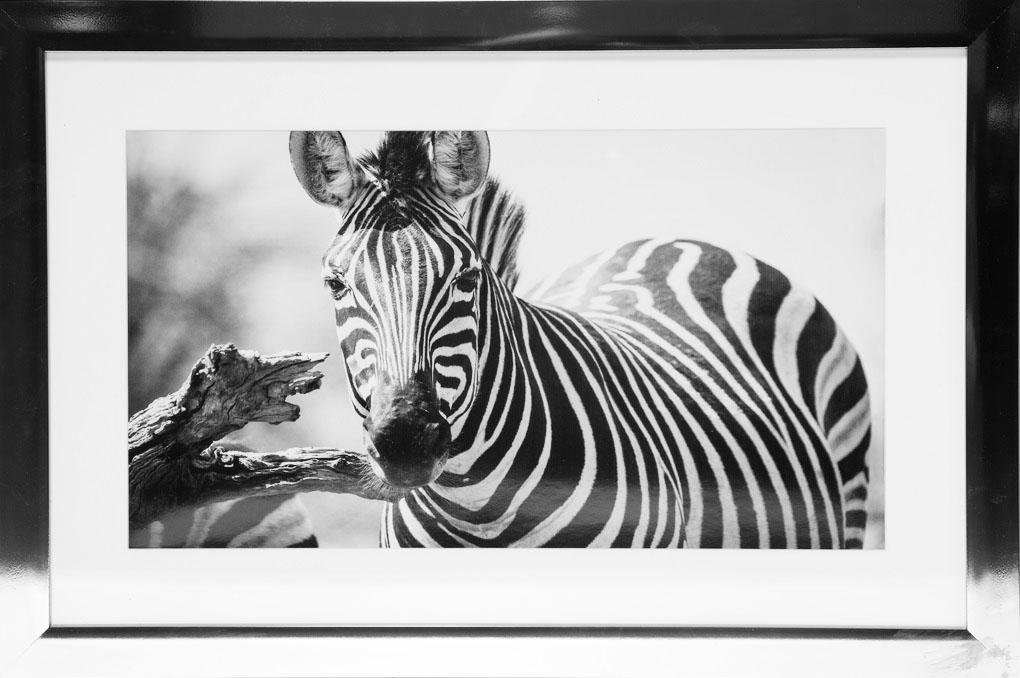 Tavla med kromad ram (Zebra) - 40x60 cm Tavla med kromad ram (Zebra) - 40x60 cm