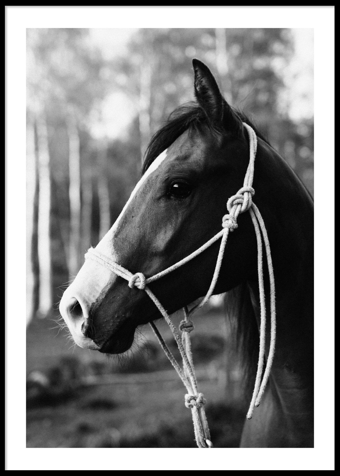 HORSE PORTRAIT - Poster 50x70 cm
