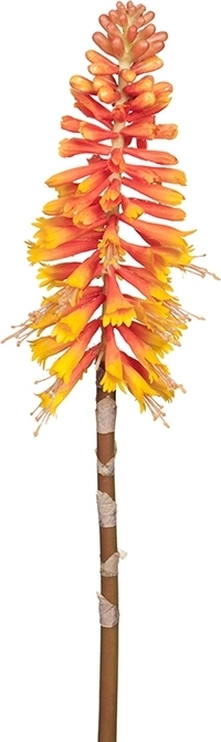 Kniphofia konstv�xt