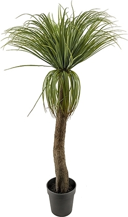 Flasklilja konstv�xt