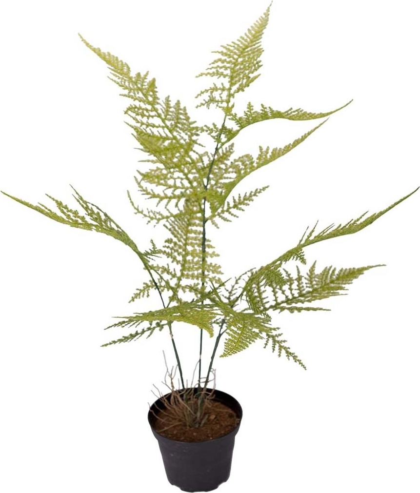 Plumosus konstv�xt