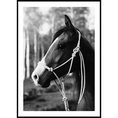 HORSE PORTRAIT - Poster 50x70 cm