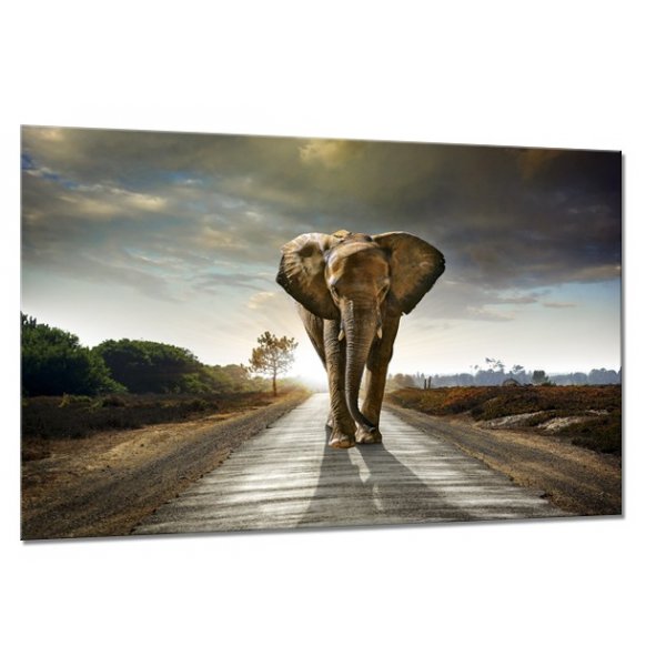 Canvastavla Elephant