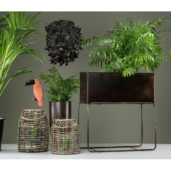 Väggdekoration Lejon - Brun/guld Väggdekoration Lejon - Brun/guld