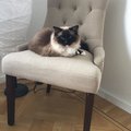 Robusta stolar, levde upp till våra förväntningar. Snabb och smidig leverans. Bara tummen upp! Tuva stol, beige - Bruna ben