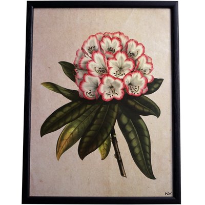 Tavla rhododendron - Svart ram