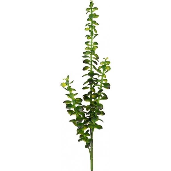 Succulent konstvxt