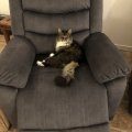 Kundbild Winfield elektrisk recliner f�t�lj - M�rkgr�: Wir und unsere Katze sind hellauf...