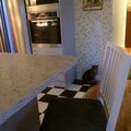 Vienna barstol vid köksön med katten i bakgrunden. Vienna barstol - Vit