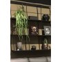 Verde hngplanta