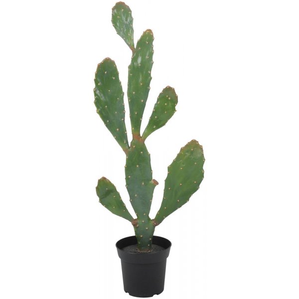 Verde kaktus