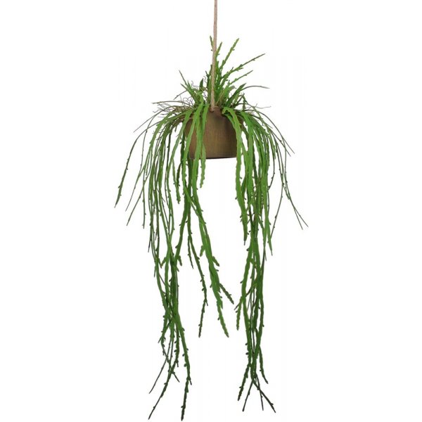Verde hngplanta