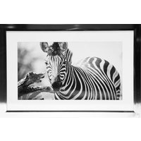Tavla med kromad ram (Zebra) - 40x60 cm Tavla med kromad ram (Zebra) - 40x60 cm