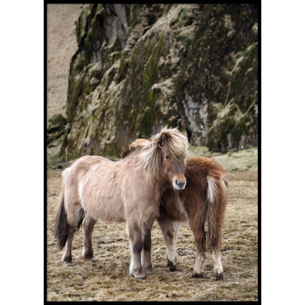 ICELAND HORSES - Poster 50x70 cm