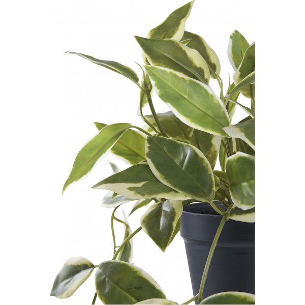 Porslinsblomma konstväxt - Grön Porslinsblomma konstväxt - Grön