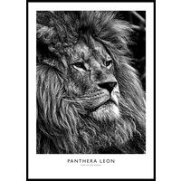 LION PORTRAIT B&W POSTER - Poster 50x70 cm LION PORTRAIT B&W POSTER - Poster 50x70 cm