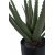 Plante artificielle Aloe Vera - H:51 cm - Vert