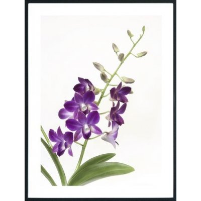 Posterworld - Motiv Orchid - 50x70 cm