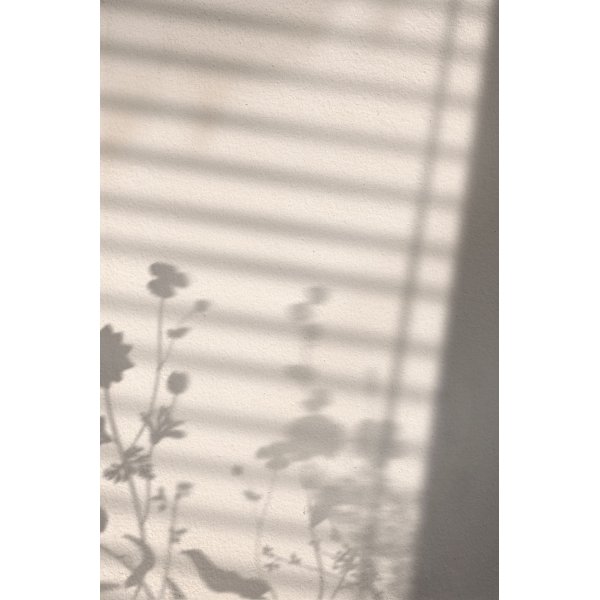 Poster - Flower shadow