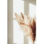 Poster - Pampas