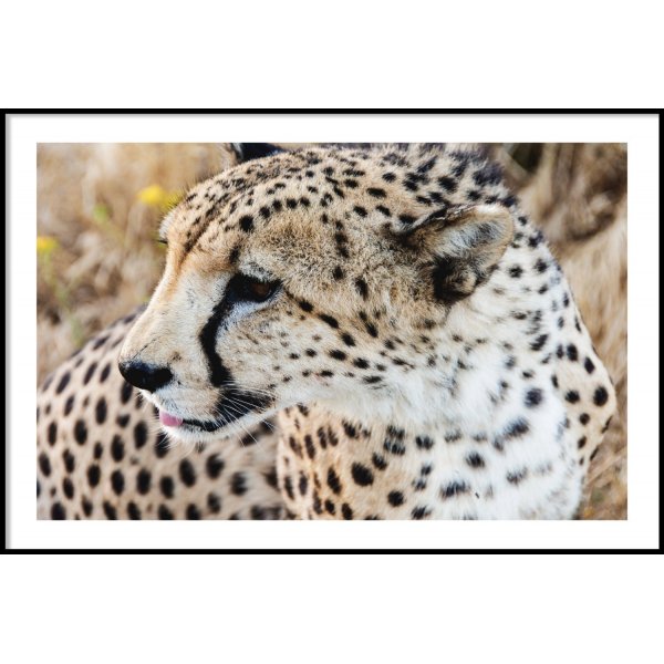 GEOPARD HORIZONTAL - Poster 50x70 cm