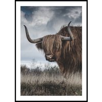 HIGHLAND CATTLE - Poster 50x70 cm HIGHLAND CATTLE - Poster 50x70 cm