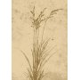 Poster - Plant art