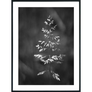Posterworld - Motiv Grass - 70 x 100 cm