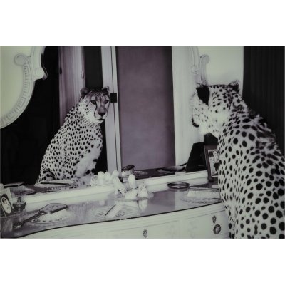 Glastavla - Cheeta - 100x150 cm