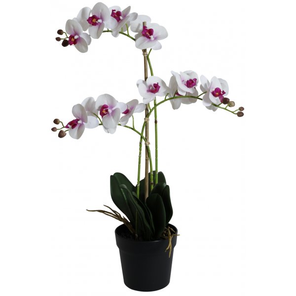 Konstvxt - Orkid 3 stnglad H64 cm - Vit/Rosa