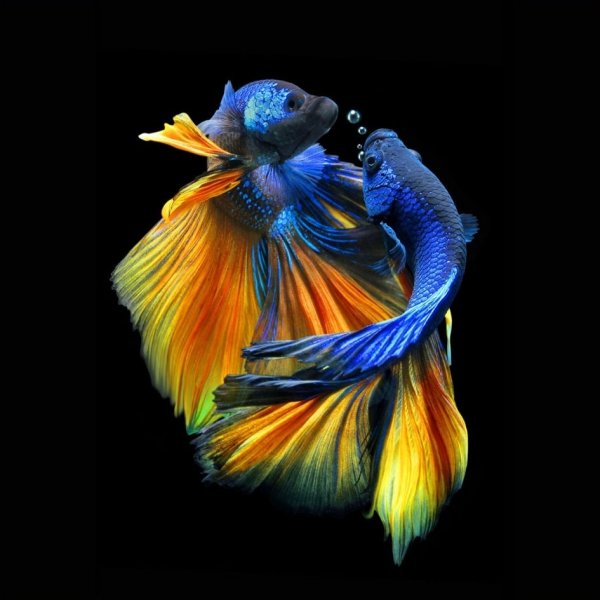 Glastavla - Fishes nr 1 - 80x80 cm