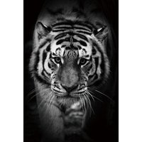 Glastavla Tiger - 120x80 cm Glastavla Tiger - 120x80 cm