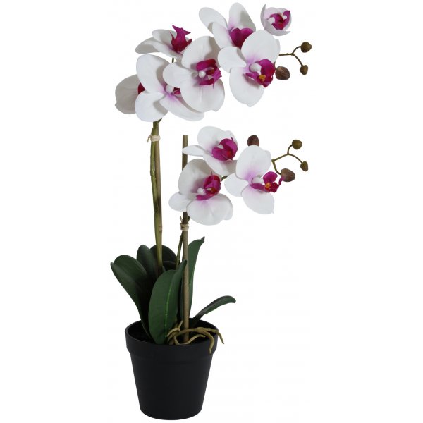 Konstvxt - Orkid 2 stnglad H54 cm - Vit/Rosa