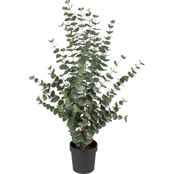 Eucalyptus konstvxt