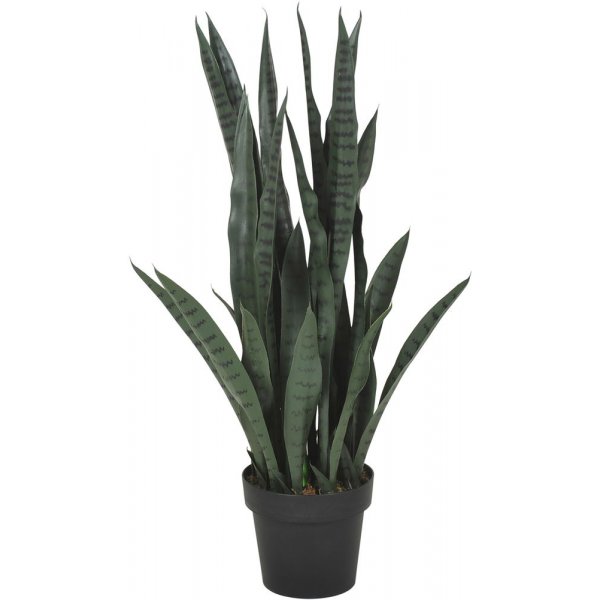 Verde II planta
