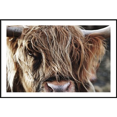 HIGHLAND CATTLE CLOSE UP - Poster 50x70 cm