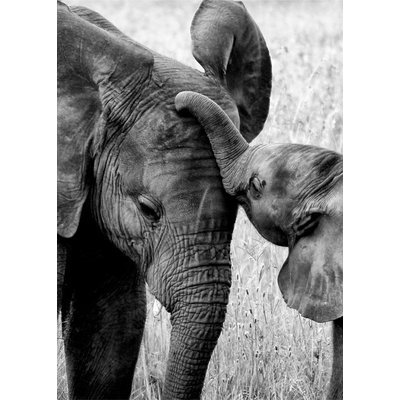 Poster Elefant med unge
