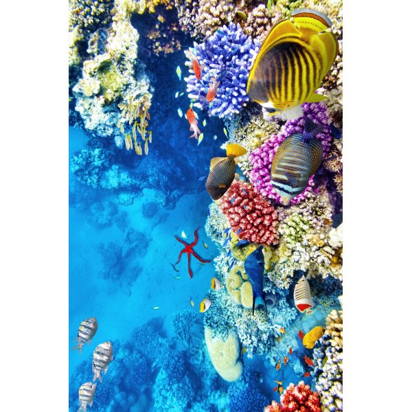 Tapis Cozin 166 Tapis Cozin 166