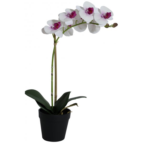 Konstvxt - Orkid 1 stnglad H48 cm - Vit/Rosa